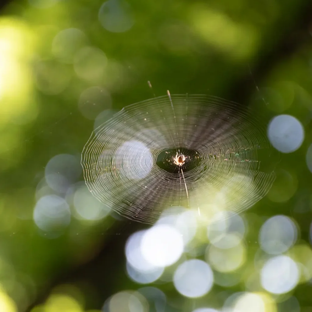 Primer fotografije z zaslonko f 1.8